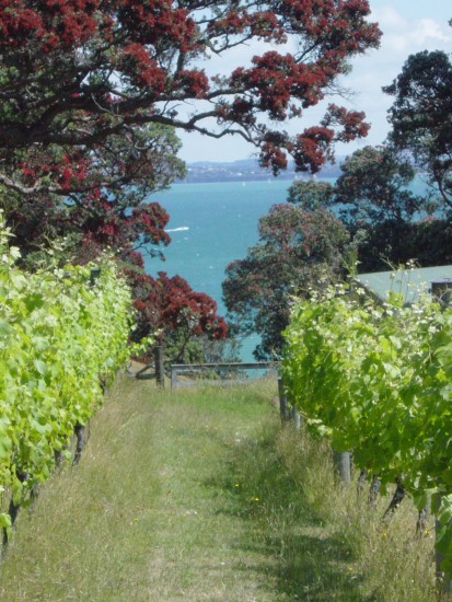 KennedyPoint vineyard and water in background