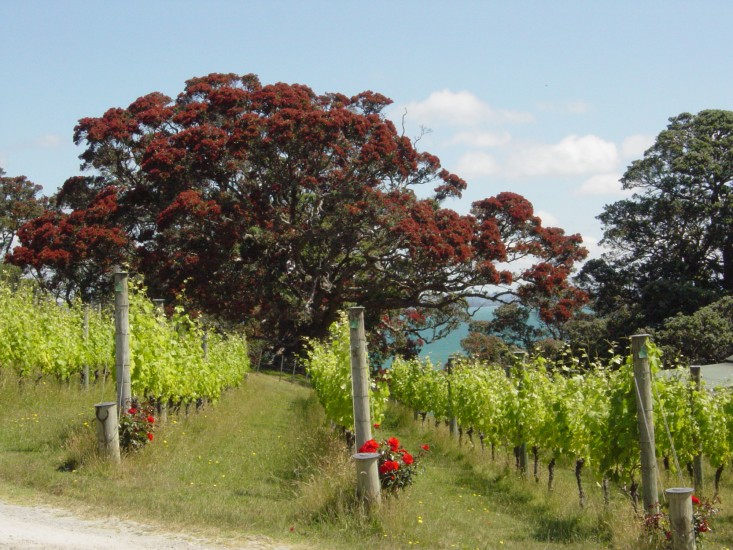 KennedyPoint vineyard with Pohutakawa in bloom