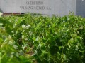 Cherubino valsangiacomo vineyards01