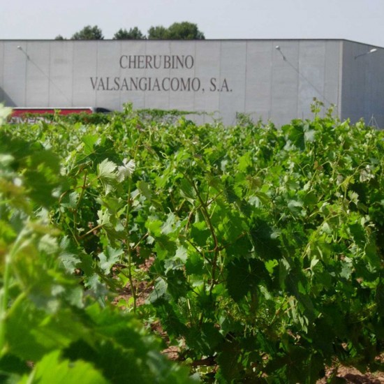 Cherubino valsangiacomo vineyards01