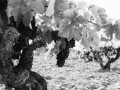 Cherubino valsangiacomo vineyards02