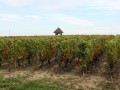 domaine maurice protheau vineyards