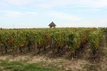 domaine maurice protheau vineyards