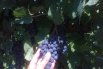 azienda agricola zaglia giorgio vineyards 02