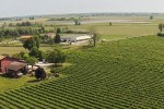 azienda agricola zaglia giorgio vineyards 05