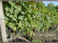 willowcroft vineyard