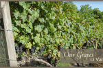 willowcroft vineyard