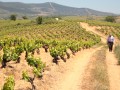 peique vineyards 06