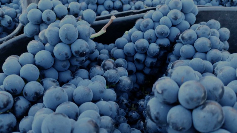 peique vinos grapes