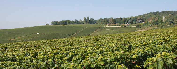 hautvillers vineyard
