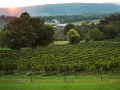 sunset vineyards