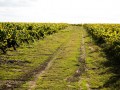 famille bougrier home le vignoble