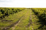 famille bougrier home le vignoble