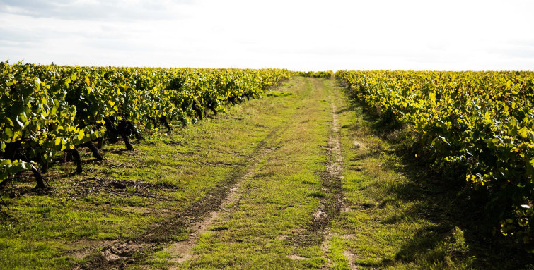 famille bougrier home le vignoble