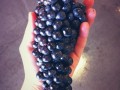 loring grape