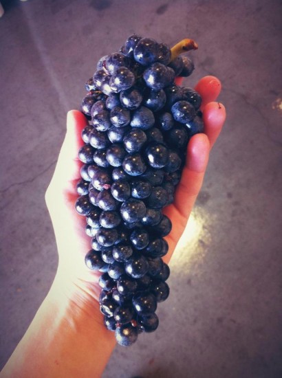 loring grape