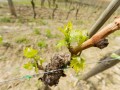 The vines in April. Piemaggio winery Chianti Classico Tuscany. 1920px