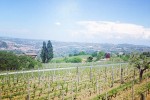marco capra vineyard01