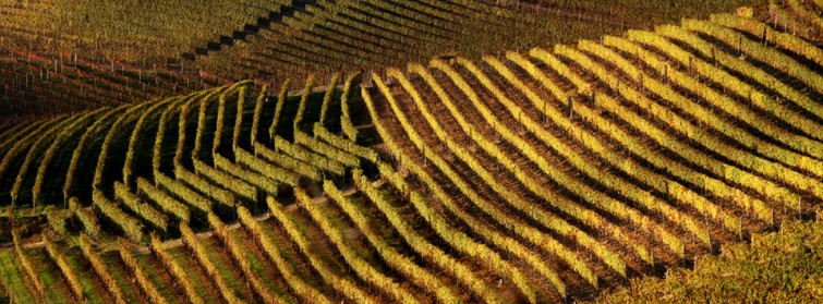 marco capra vineyard04