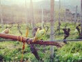 marco capra vineyard05