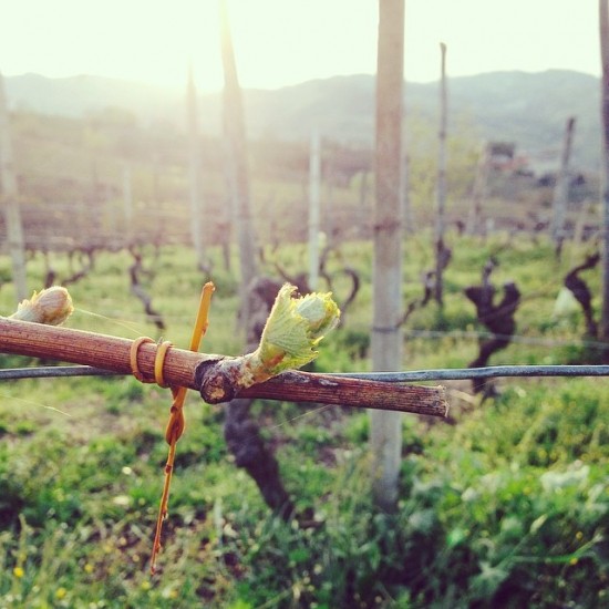marco capra vineyard05