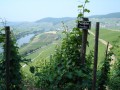 bastgen vineyards paulinshof steep slope 02