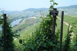 bastgen vineyards paulinshof steep slope 02
