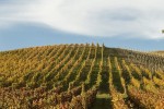 oregon wine maysara winery momtazi vineyard 0056 600x600