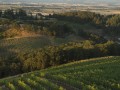 oregon wine maysara winery momtazi vineyard 0065 600x600