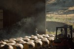 oregon wine maysara winery momtazi vineyard 0069 600x600