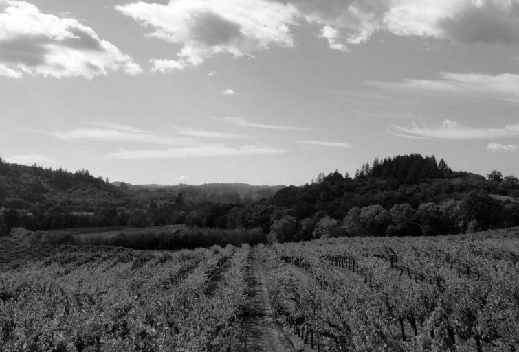 Ritchie Vineyard  Russian River Valley