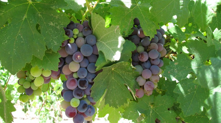 uvaggio grape02