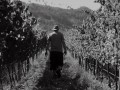 kershaw richard vineyards 01