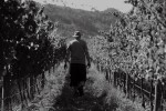 kershaw richard vineyards 018