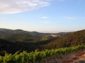 castelmaure vineyard01
