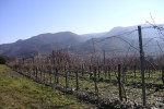 castelmaure vineyard03