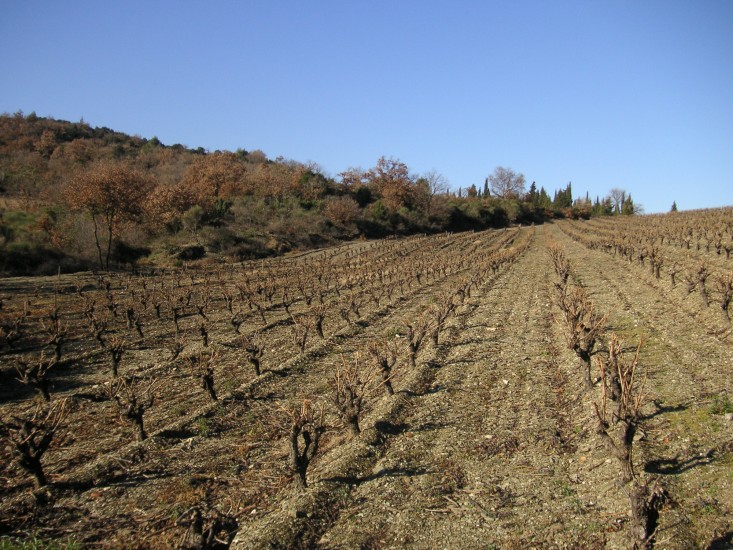 castelmaure vineyard04