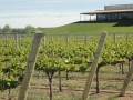 cholila ranch vineyard 03