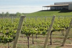 cholila ranch vineyard 03