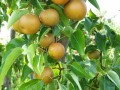 black bird cider works asian pears