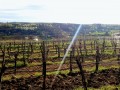 leindl seerberg vineyard