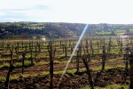 leindl seerberg vineyard