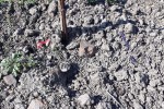 leindl soil