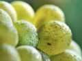 leindl vines