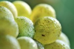 leindl vines