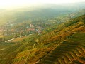 leindl vineyards