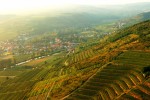 leindl vineyards