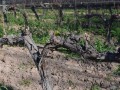viejo isaias vineyard
