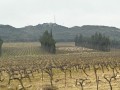 segries vineyard01