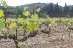 segries vineyard02
